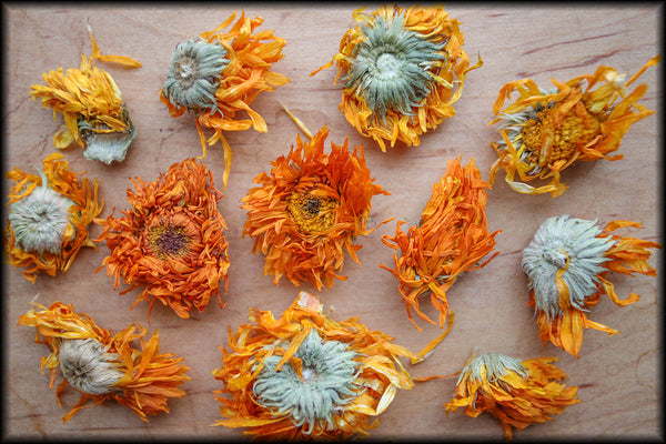 Calendula Flowers, Spring 2024