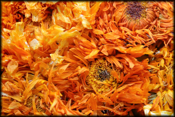 Calendula Flowers, Spring 2024