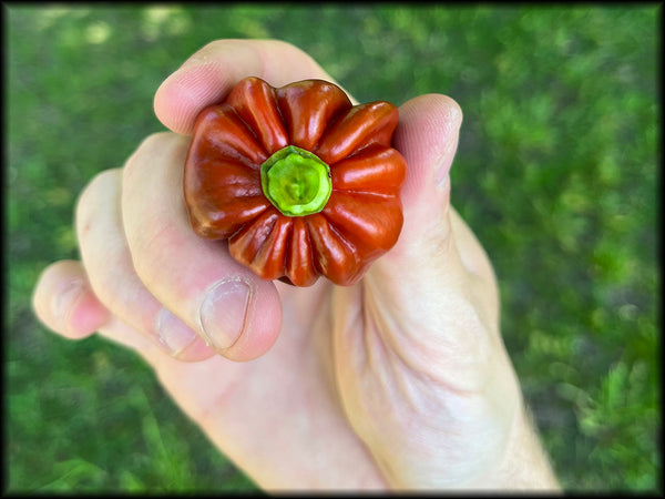 Cappuccino Scotch Bonnet Seeds