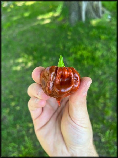 Cappuccino Scotch Bonnet Seeds